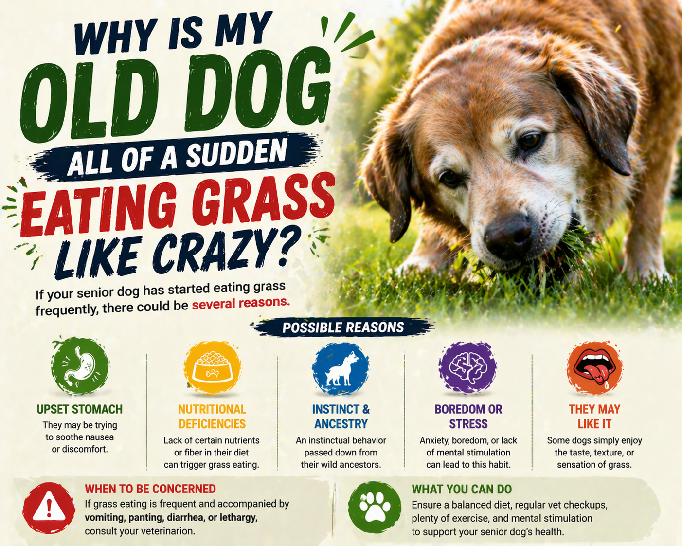 Dog Suddenly Eating Grass