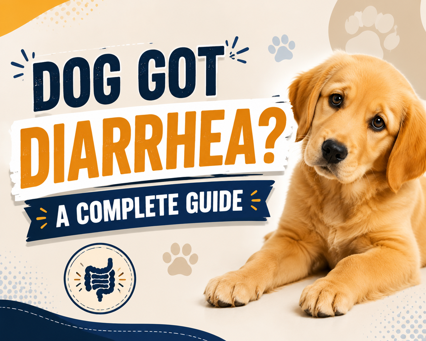 Dog Got Diarrhea? A Complete Guide